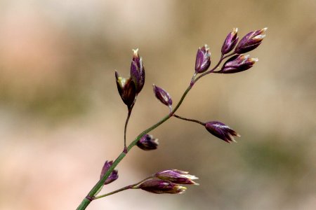 Poa glauca var. rupicola