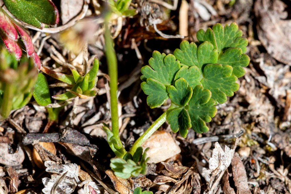 Thalictrum alpinum