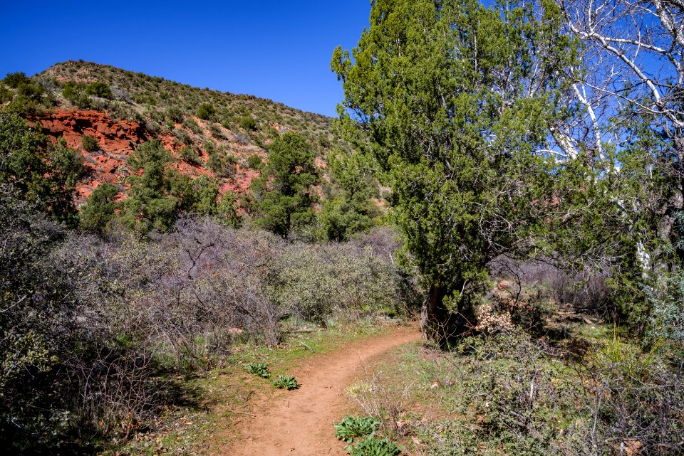 Woods Canyon Trail No. 93