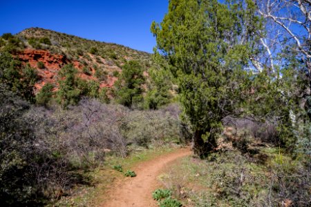 Woods Canyon Trail No. 93