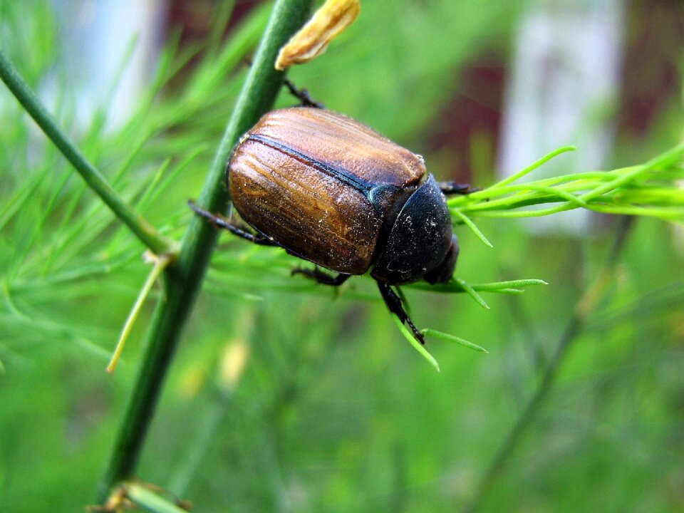 Nature macro garden