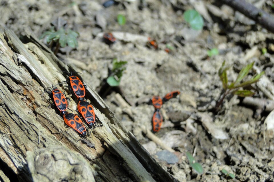 Nature animal world spring
