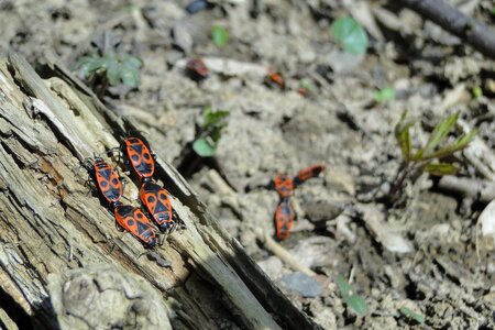 Nature animal world spring