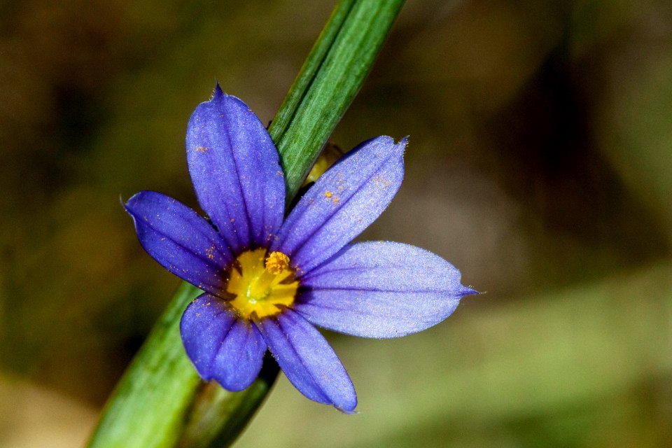 Sisyrinchium montanum
