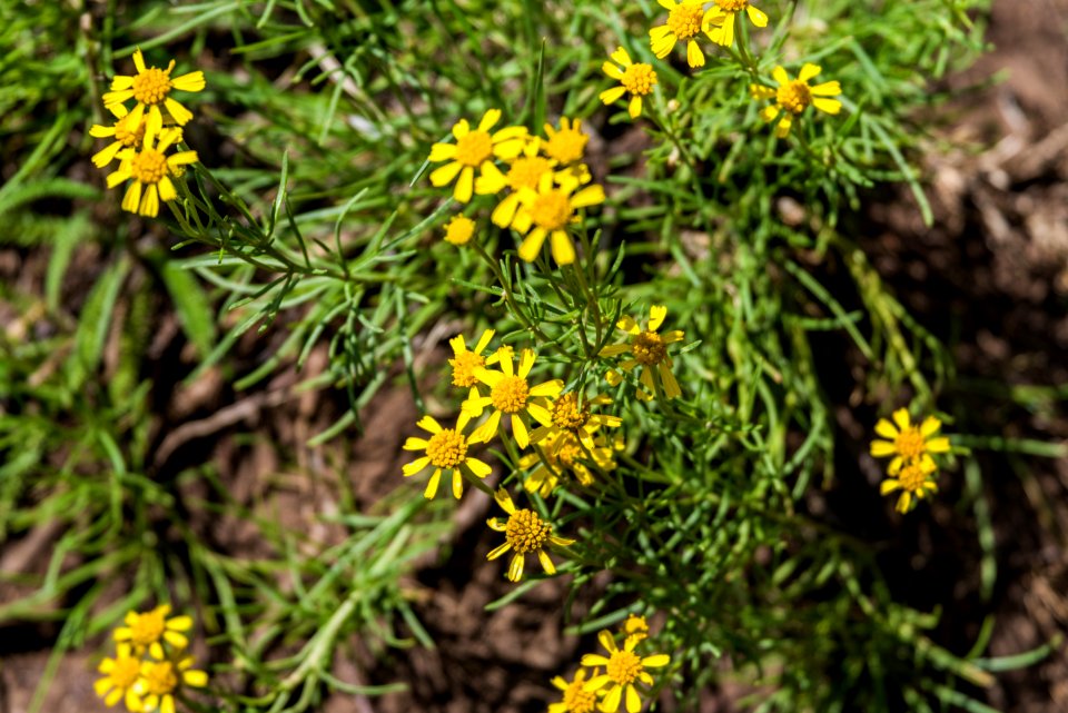 Weatherford Trail