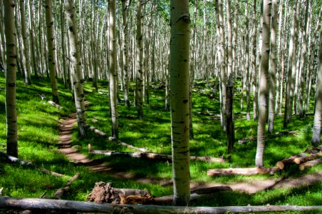 Inner Basin Trail