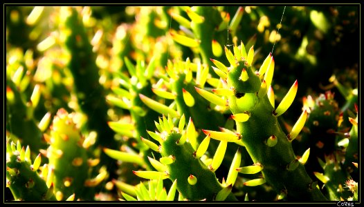 Bosque en miniatura