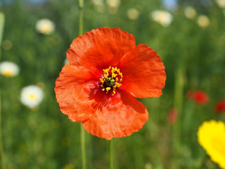 Red poppy red flower photo