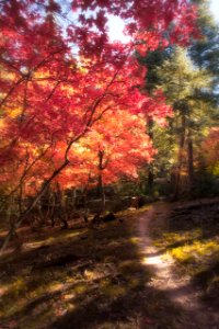 Fall color on the Mogollon Rim (October 2, 2017)