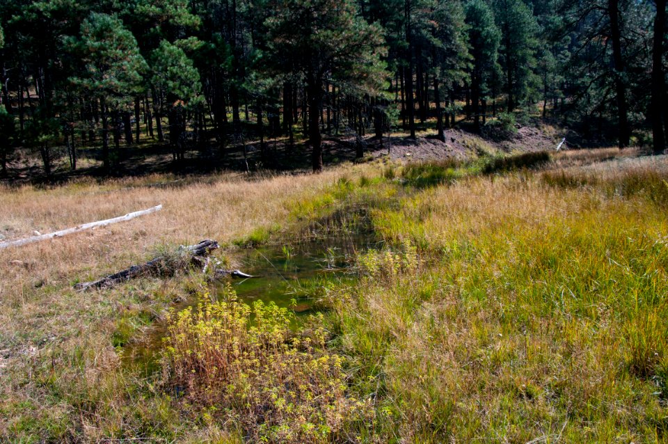 Spur Trail to Fred Haught's Cabin