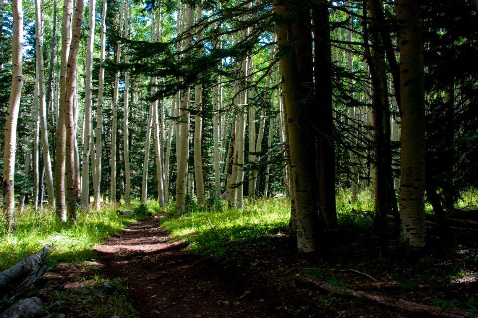 Inner Basin Trail