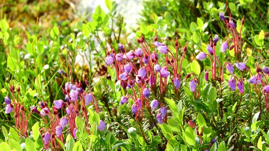 Sweden plant purple flower