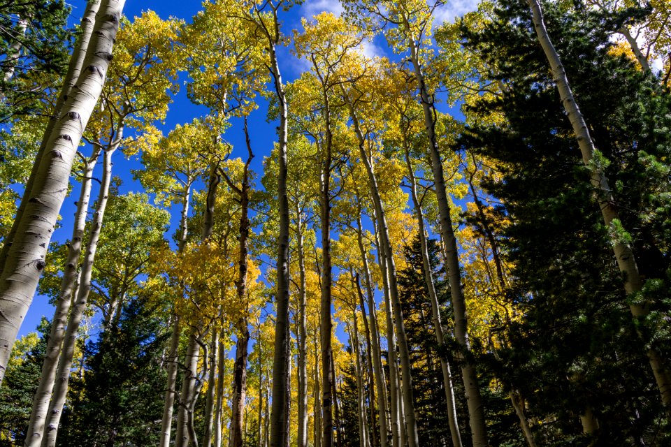 Bear Jaw Trail No. 26