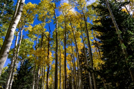Bear Jaw Trail No. 26