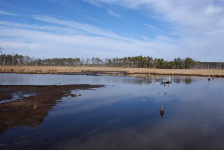 Blackwater National Wildlife Refuge photo