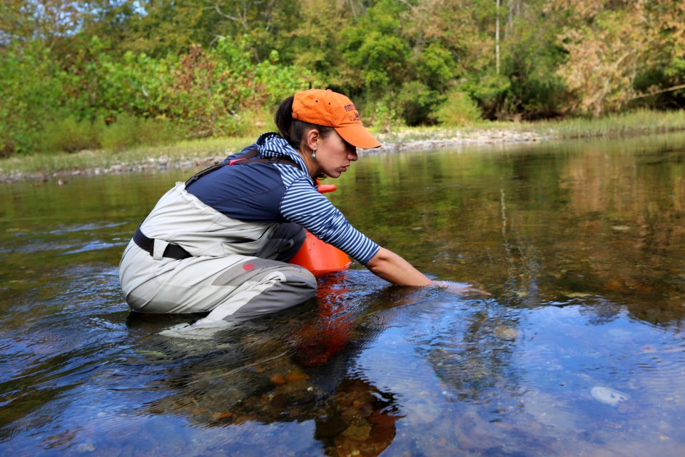 Healthy freshwater mussels