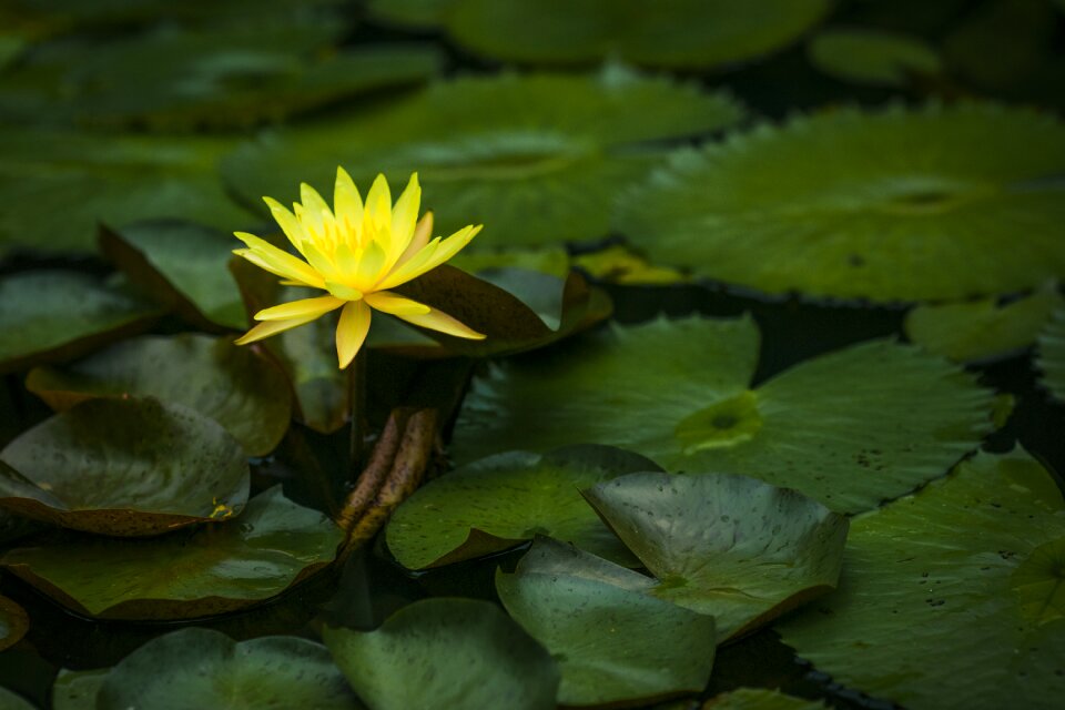 Pond petal bloom