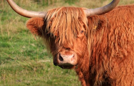 Bull horns ginger