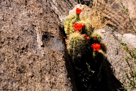 Echinocereus coccineus