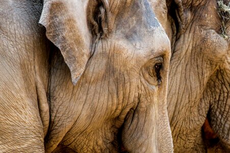 Pachyderm animal head photo