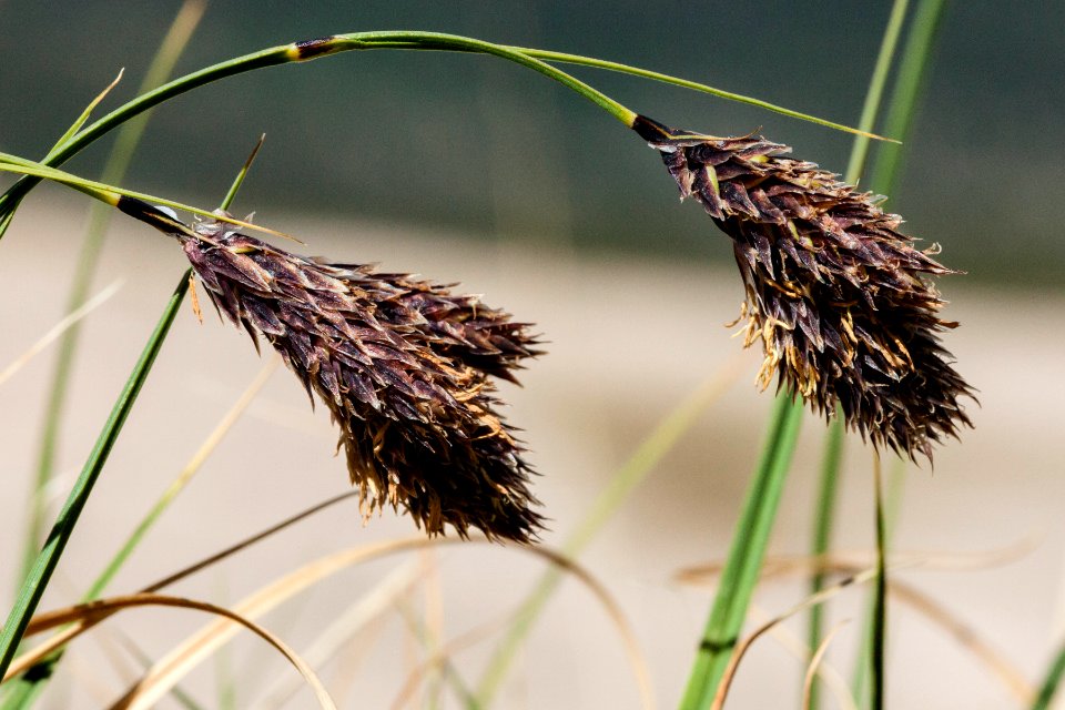 Carex chalciolepis