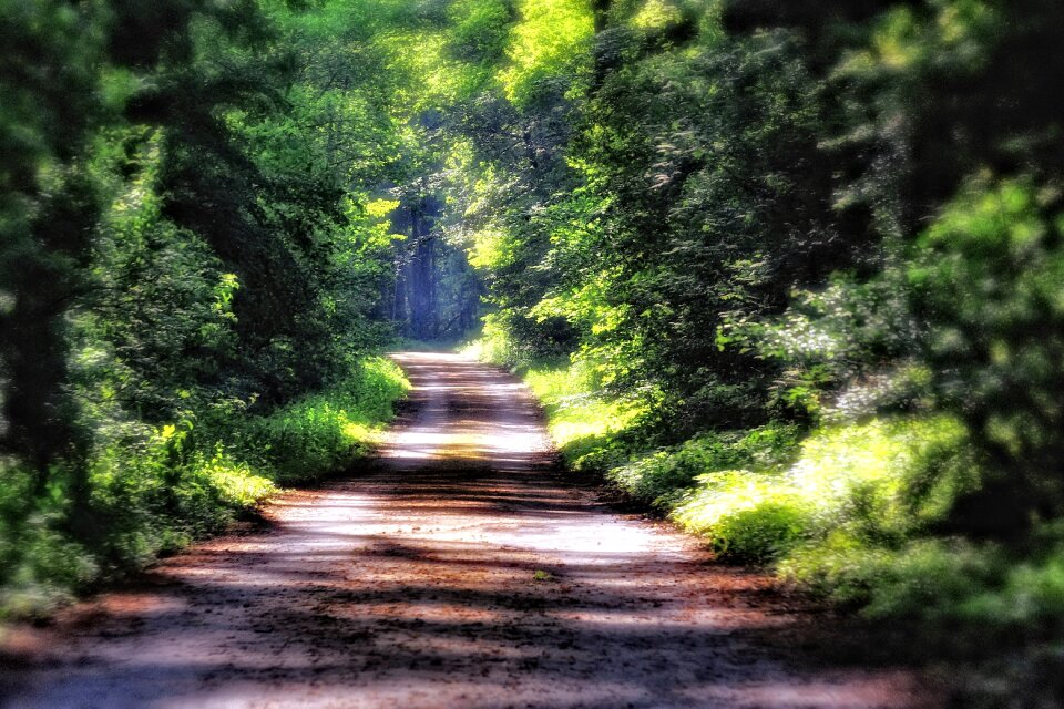 Green trees mood