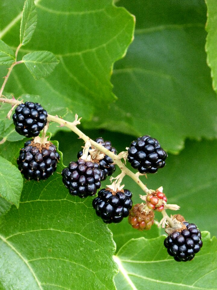 Berries black mora