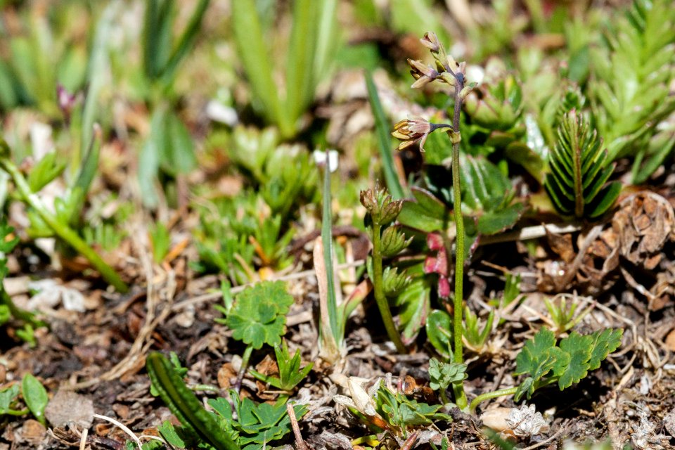 Thalictrum alpinum