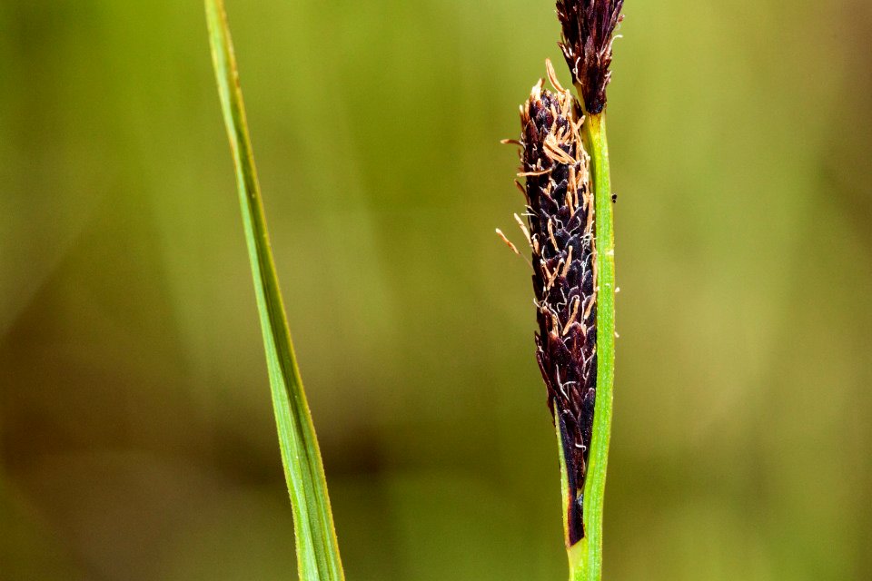 Carex aquatilis