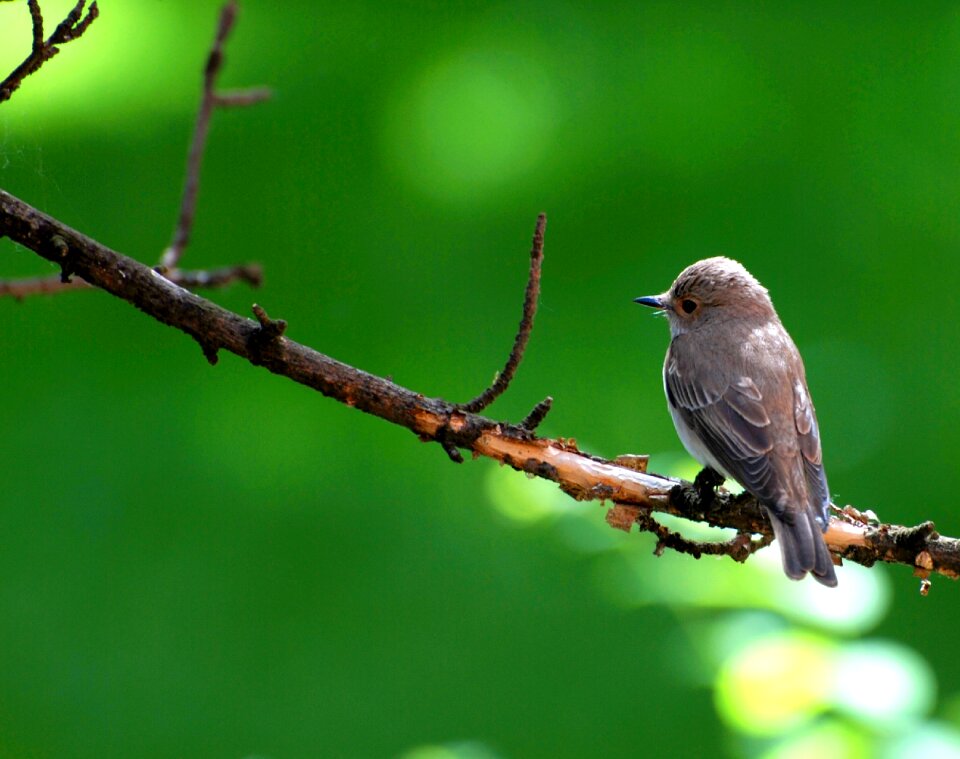 Green ornithology meadow