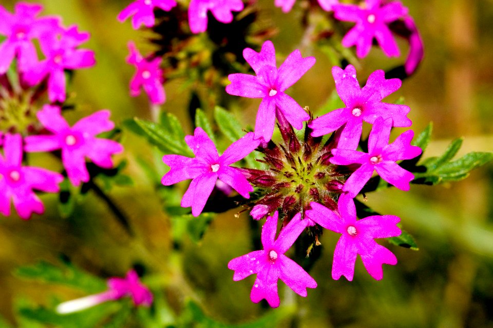 Glandularia chiricahensis