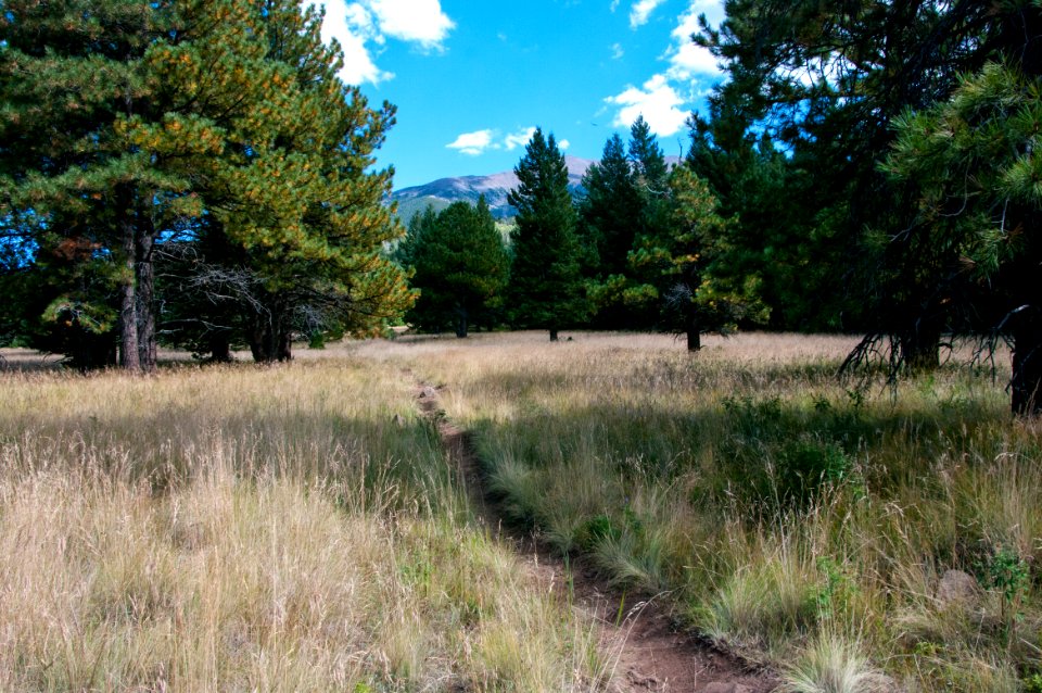 Bismarck Lake Trail