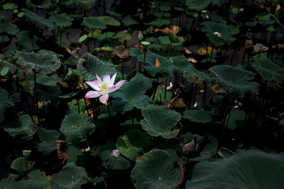 Bloom nature plant