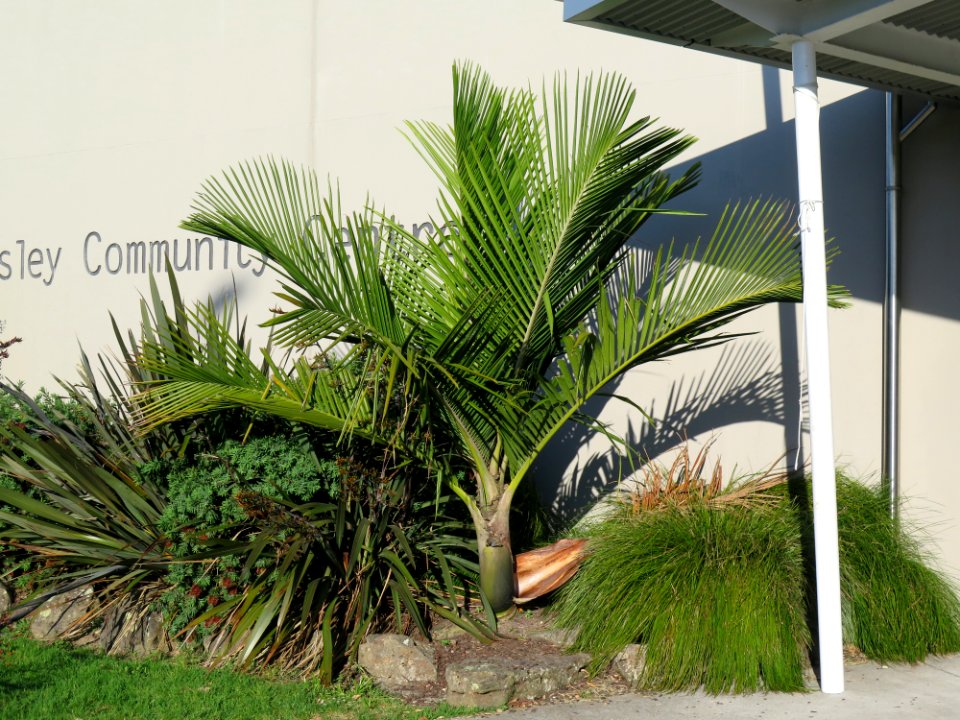 Kermadec Nikau Rhopalostylis baueri var. cheesemanii
