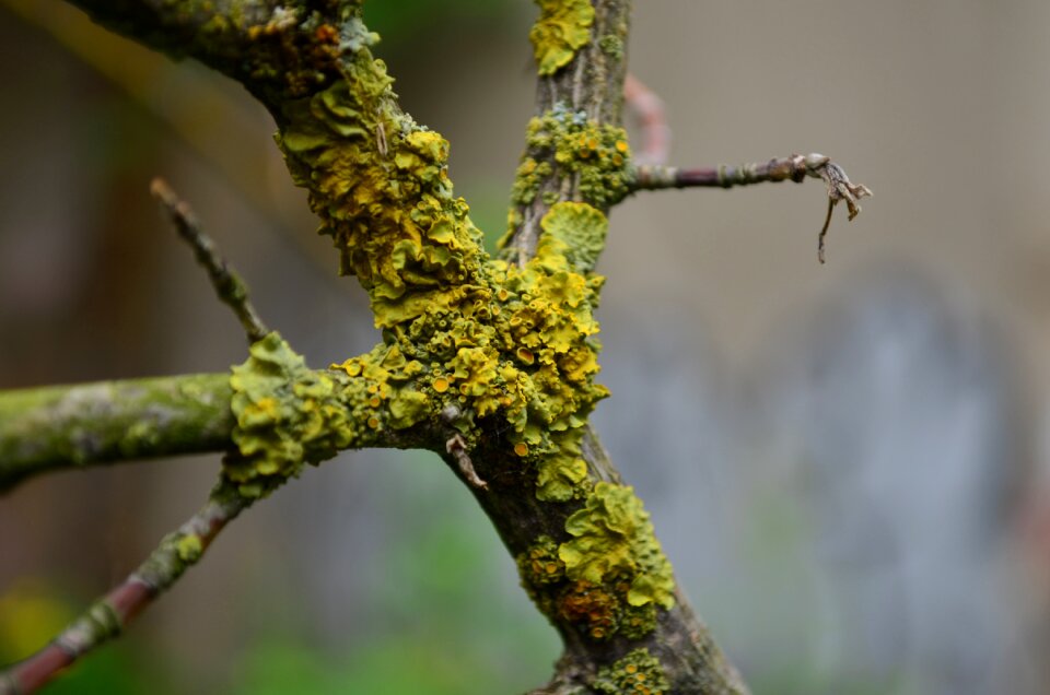 Close up macro plant
