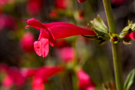 Salvia henryi