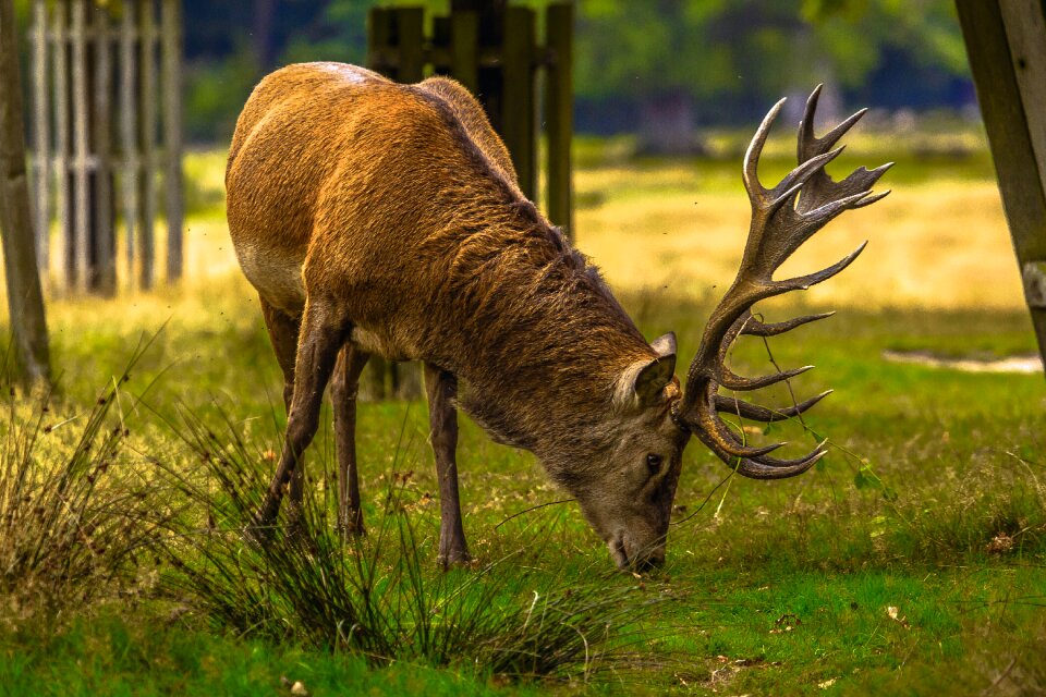 Animal richmond horns