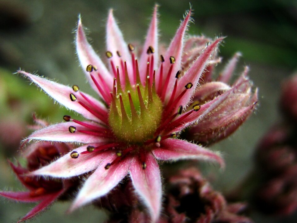 Pink rockery the sapling macro