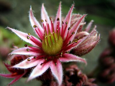 Pink rockery the sapling macro