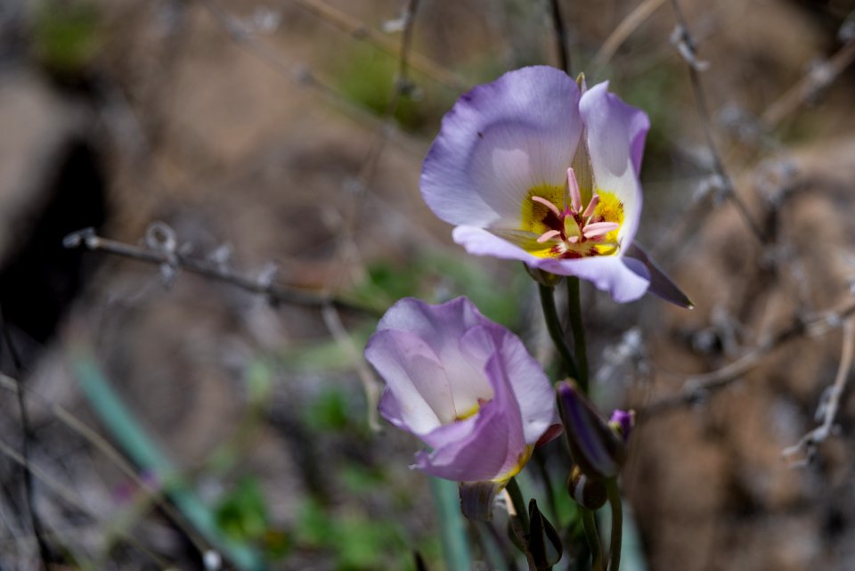 Sycamore Canyon Road: FR 9508