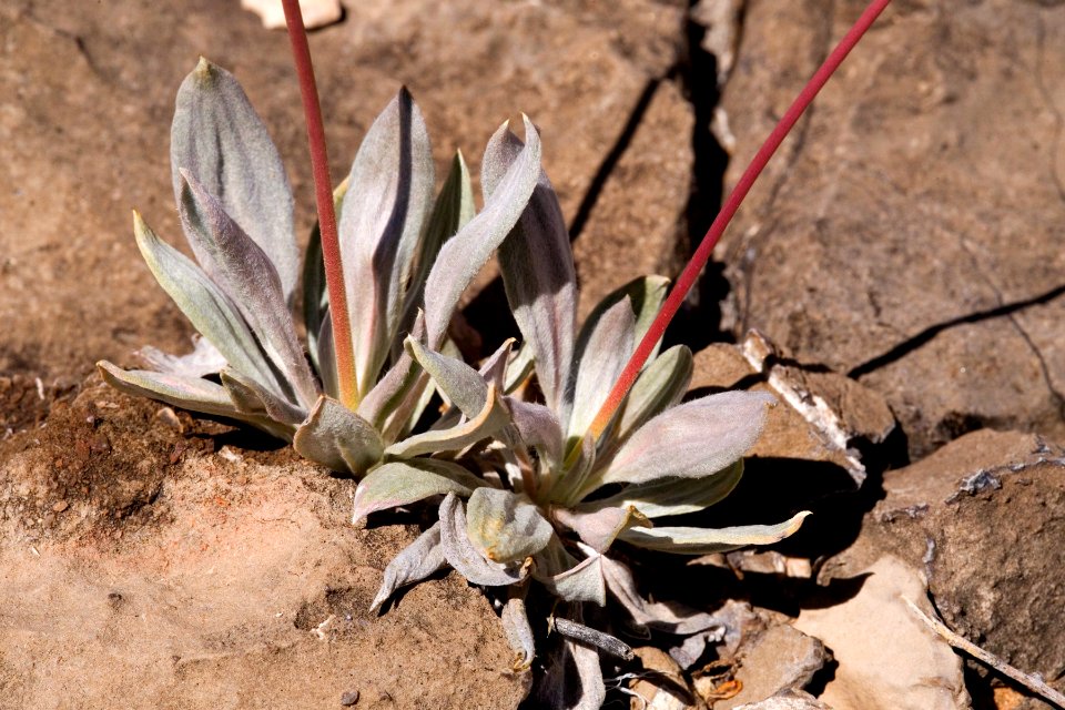Eriogonum havardii