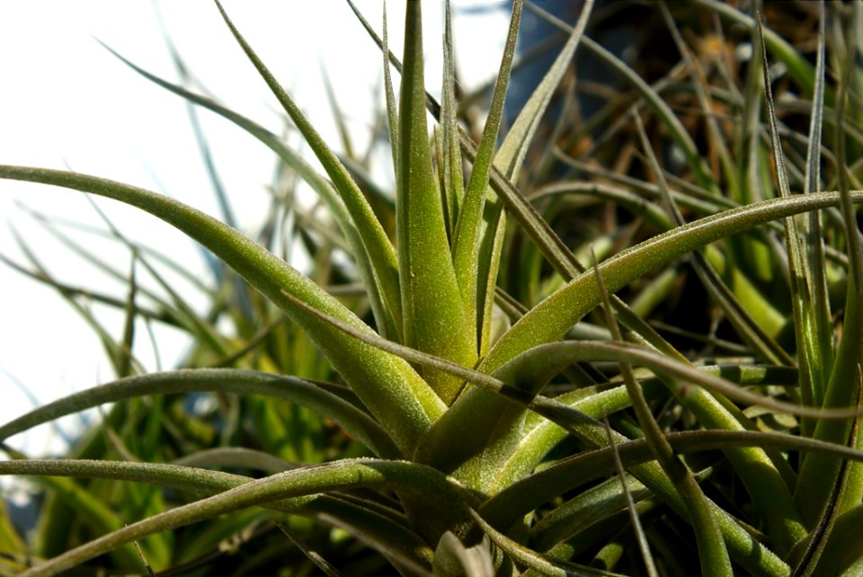 Planta