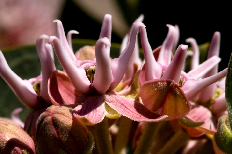 Asclepias speciosa
