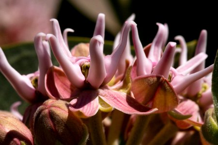 Asclepias speciosa photo