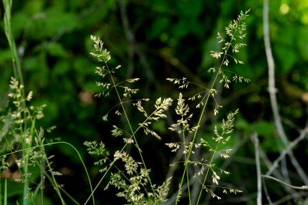 Poa pratensis