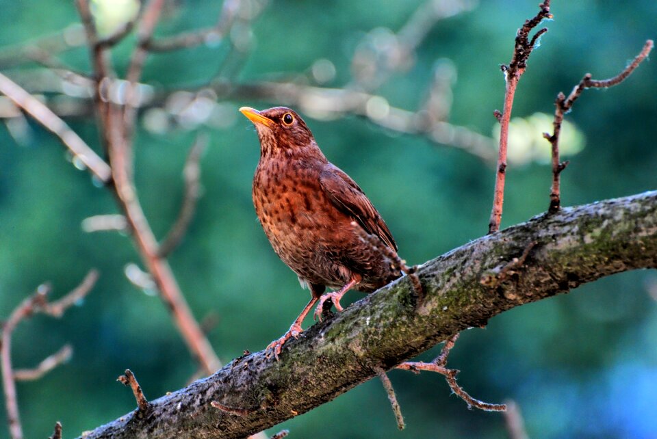 Green ornithology meadow