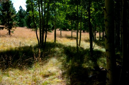 Aspen Loop Trail No. 73