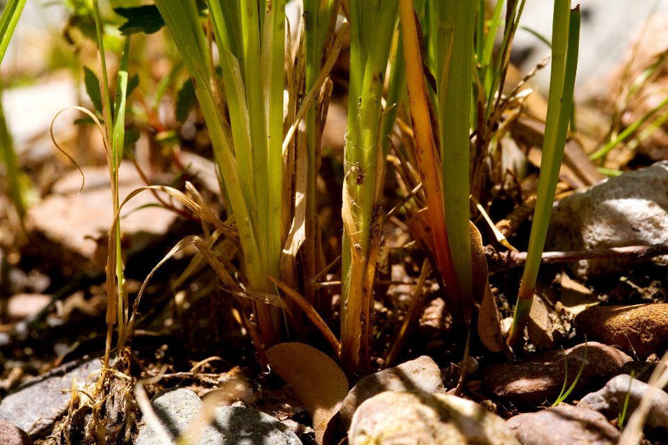 Juncus ensifolius