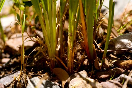 Juncus ensifolius