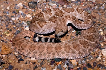 Crotalus atrox